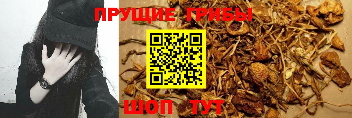 Отрадное  Псилоцибиновые грибы Cubensis  Вход с VPN  Галлюциногенные грибы MAGIC MUSHROOMS 